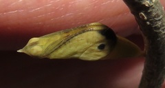 Leptosia alcesta inalcesta