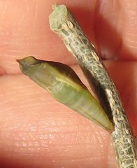 Leptosia alcesta inalcesta