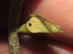 Leptosia alcesta inalcesta