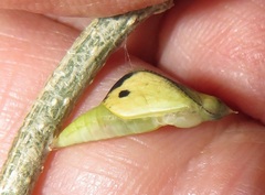 Leptosia alcesta inalcesta