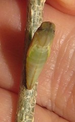 Leptosia alcesta inalcesta