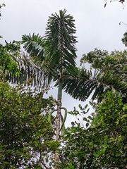 Iriartea deltoidea