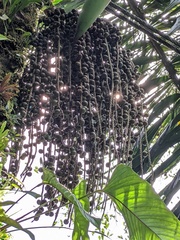 Iriartea deltoidea