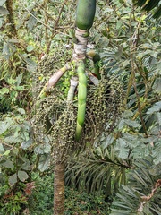 Iriartea deltoidea