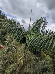 Iriartea deltoidea