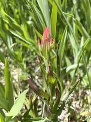 Castilleja peirsonii