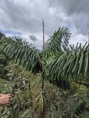 Iriartea deltoidea
