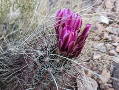 Sclerocactus polyancistrus