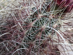 Sclerocactus polyancistrus