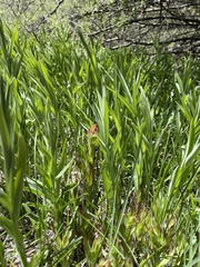 Castilleja peirsonii