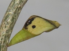 Leptosia alcesta inalcesta