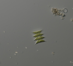 Tetradesmus dimorphus