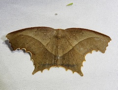 Eutomopepla rogenhoferi