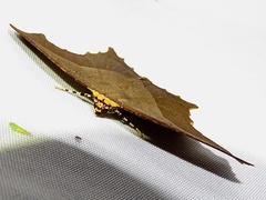 Eutomopepla rogenhoferi