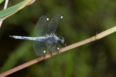 Libellula cyanea