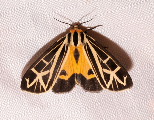 Anna Tiger Moth photo 5