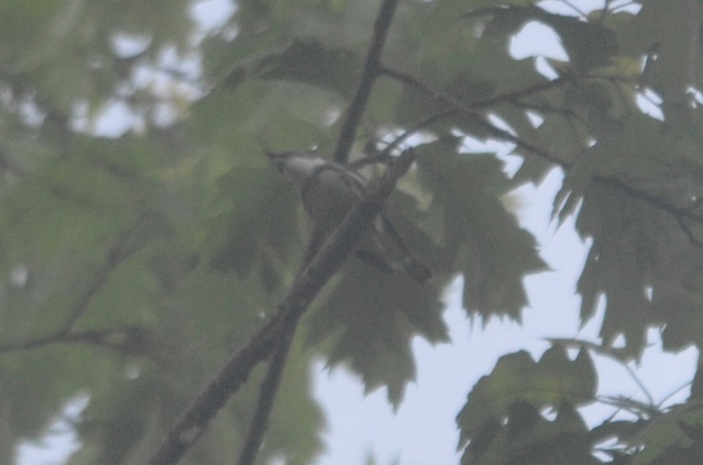 Cerulean Warbler in May 2022 by Larry Clarfeld · iNaturalist