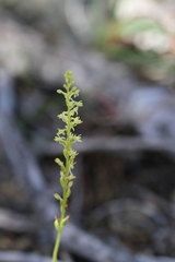 Platanthera leptopetala