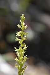Platanthera leptopetala