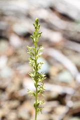 Platanthera leptopetala