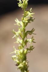Platanthera leptopetala