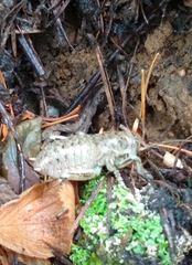 Cyphoderris