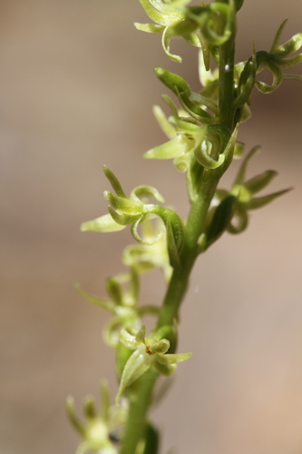 Image of Platanthera leptopetala by (c) Nicholas Wei, some rights reserved (CC BY-SA)