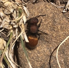 Pseudomethoca brazoria