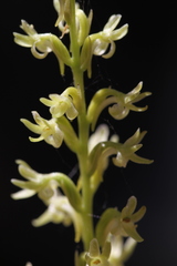 Platanthera leptopetala