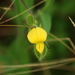 Crotalaria sagittalis - Photo (c) mayfly1963, algunos derechos reservados (CC BY), subido por mayfly1963