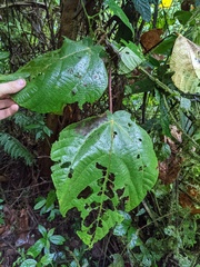 Urera caracasana