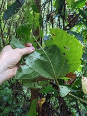 Urera caracasana