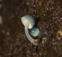 Mycena cyanocephala