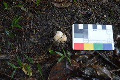 Boletus semigastroideus