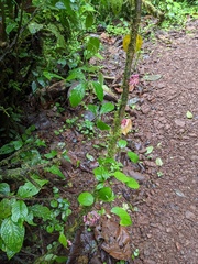 Urera caracasana