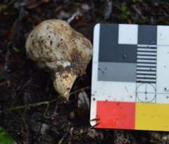 Boletus semigastroideus