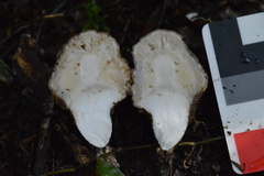 Boletus semigastroideus