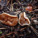Gyromitra olympiana - Photo (c) Sadie Hickey, some rights reserved (CC BY-NC), uploaded by Sadie Hickey