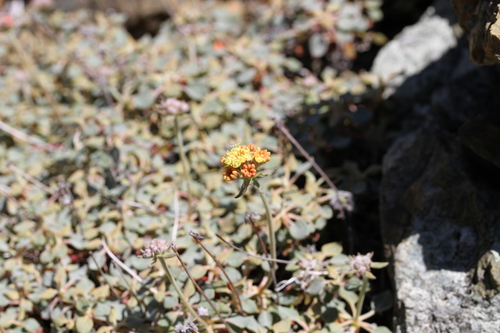 Image of Eriogonum cedrorum by (c) Nicholas Wei, some rights reserved (CC BY-SA)