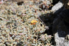 Eriogonum cedrorum