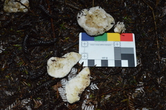 Boletus semigastroideus