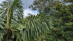 Iriartea deltoidea