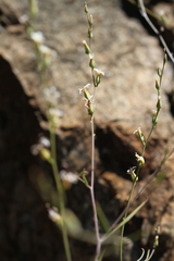 Streptanthus barbiger