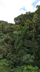 Iriartea deltoidea