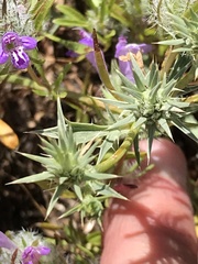 Eryngium aristulatum