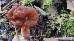 Gyromitra antarctica
