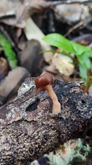 Gyromitra antarctica