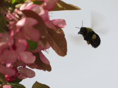 Bombus griseocollis
