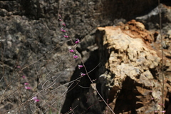 Streptanthus glandulosus hoffmanii
