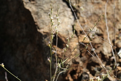 Streptanthus barbiger